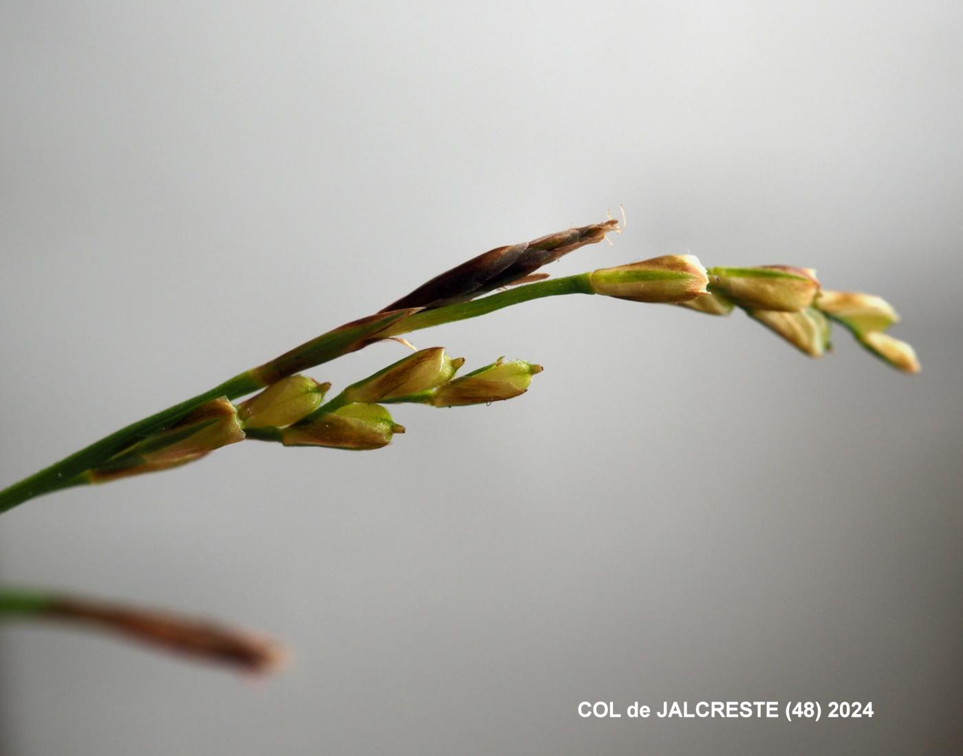 Sedge, Fingered fruit